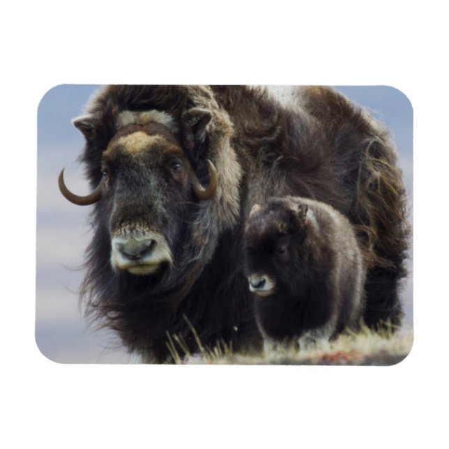 Musk Ox with Calf Magnet (Horizontal)