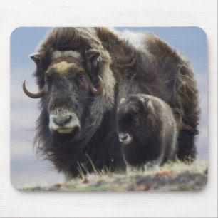 Musk Ox with Calf Mouse Pad