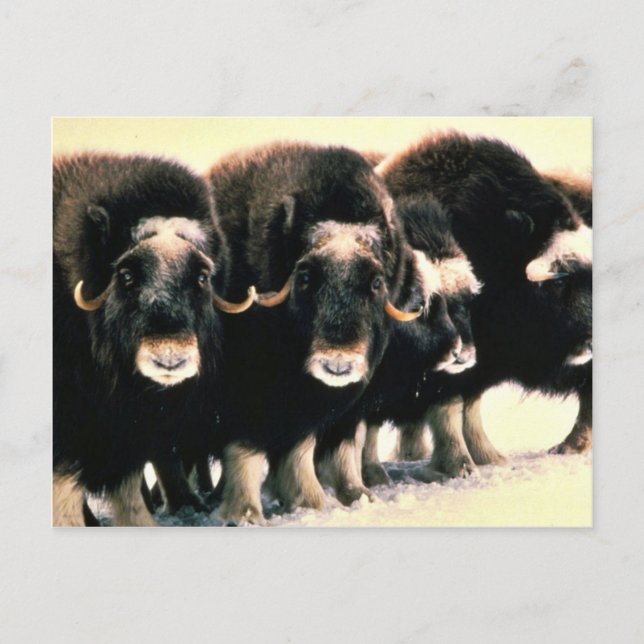 Musk Oxen Postcard (Front)