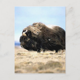 Musk Oxen Postcard