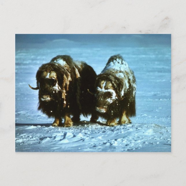 Musk Oxen Postcard (Front)