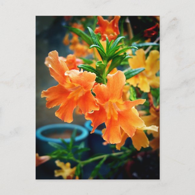 Musk Postcard (Front)