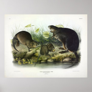Musk-Rat, Muskrat, Ondatra zibethicus, by Audubon Poster