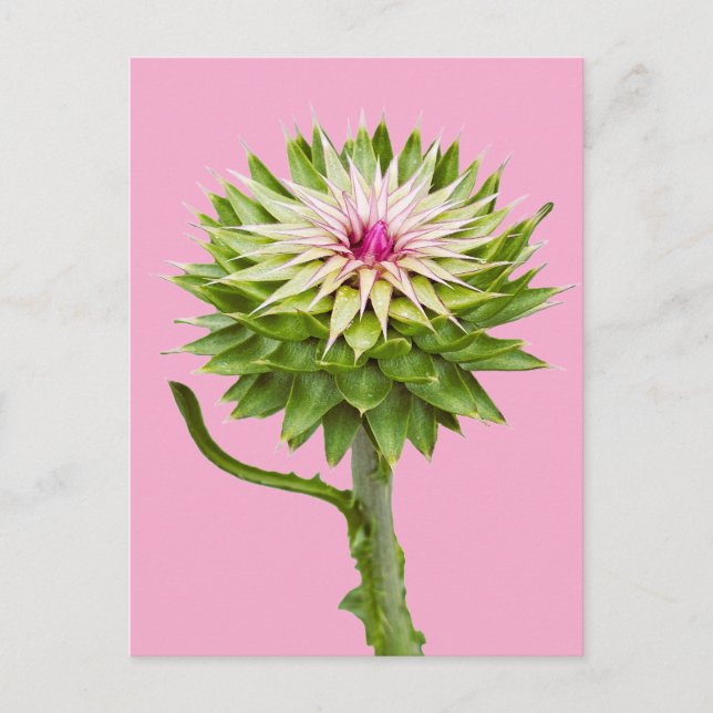 Musk Thistle (Carduus nutans) Postcard (Front)