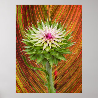 Musk Thistle (Carduus nutans) Poster