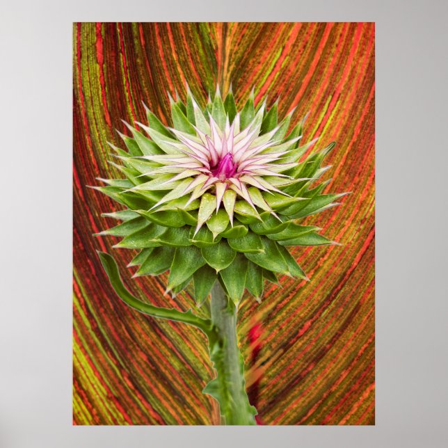 Musk Thistle (Carduus nutans) Poster (Front)