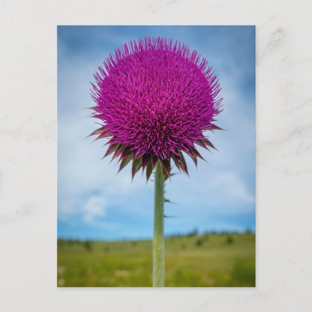 Musk Thistle Photo Postcard (Front)