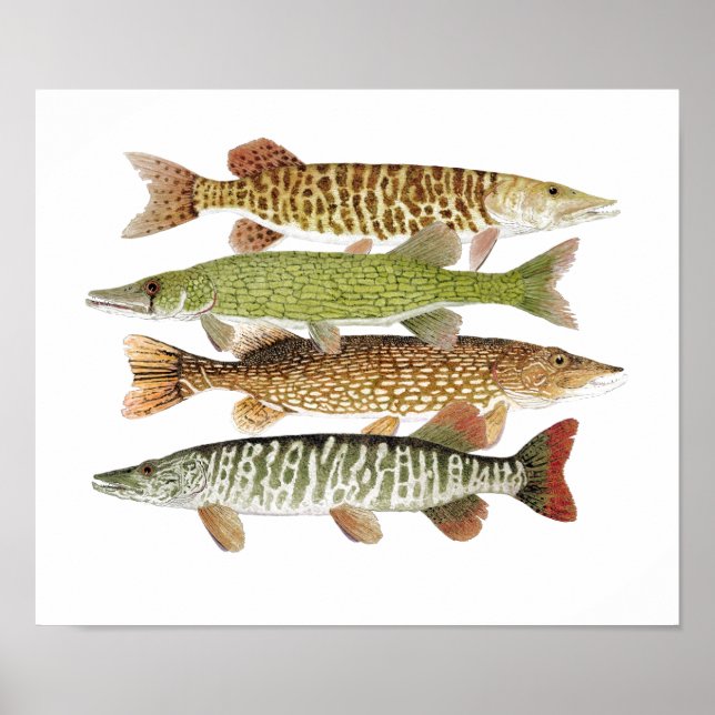 Muskie,Pike, Tiger & Pickerel II Poster (Front)