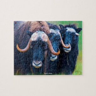 Muskox Alaska Jigsaw Puzzle