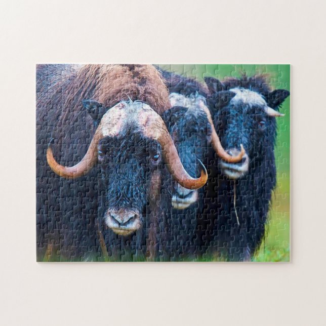 Muskox Alaska. Jigsaw Puzzle (Horizontal)