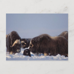 muskox, Ovibos moschatus, bull and cow with Postcard