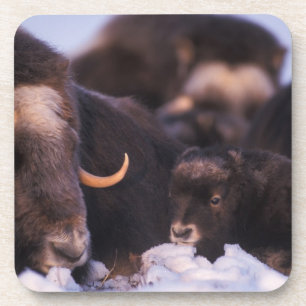 muskox, Ovibos moschatus, cow with newborn, Coaster