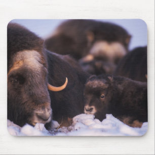 muskox, Ovibos moschatus, cow with newborn, Mouse Pad
