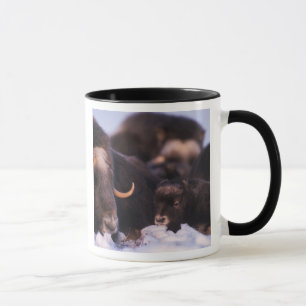 muskox, Ovibos moschatus, cow with newborn, Mug