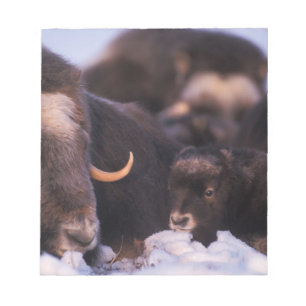 muskox, Ovibos moschatus, cow with newborn, Notepad