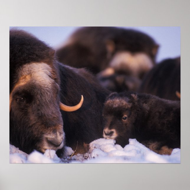muskox, Ovibos moschatus, cow with newborn, Poster (Front)