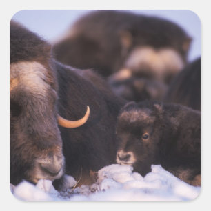 muskox, Ovibos moschatus, cow with newborn, Square Sticker