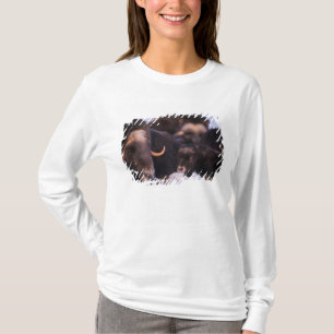 muskox, Ovibos moschatus, cow with newborn, T-Shirt
