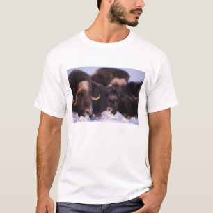 muskox, Ovibos moschatus, cow with newborn, T-Shirt