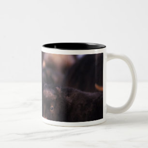 muskox, Ovibos moschatus, cow with newborn, Two-Tone Coffee Mug