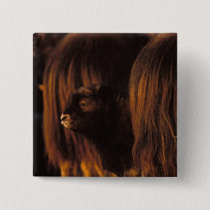 muskox, Ovibos moschatus, newborn calf 15 Cm Square Badge
