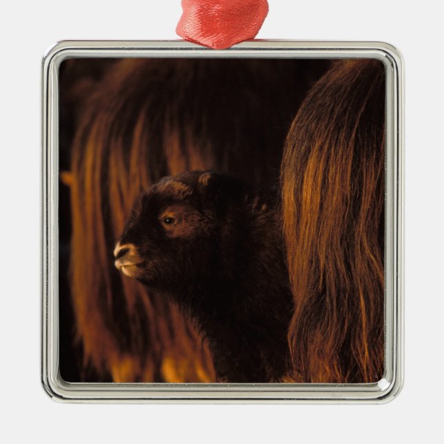 muskox, Ovibos moschatus, newborn calf Metal Ornament (Front)
