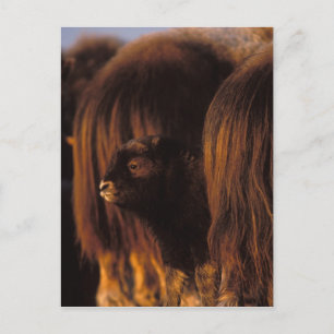 muskox, Ovibos moschatus, newborn calf Postcard