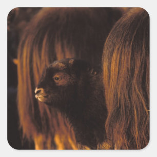 muskox, Ovibos moschatus, newborn calf Square Sticker