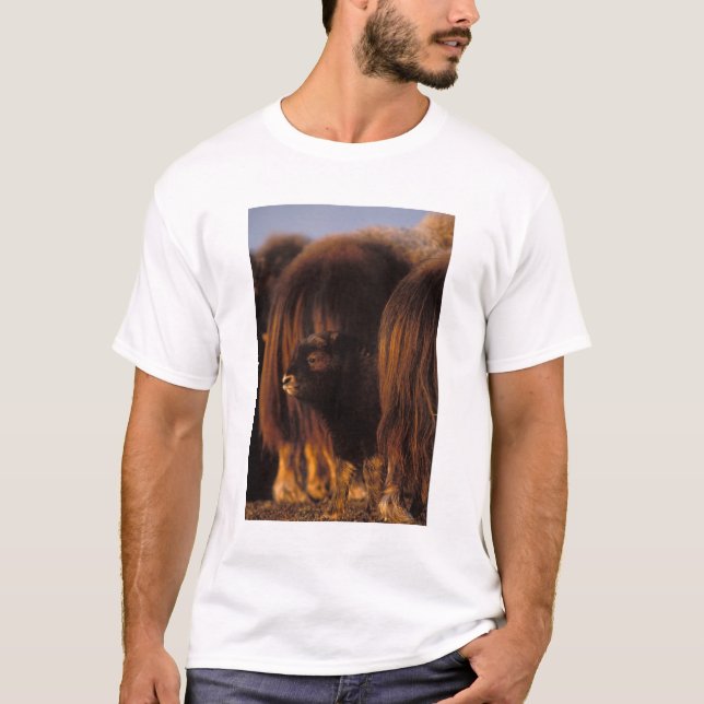 muskox, Ovibos moschatus, newborn calf T-Shirt (Front)
