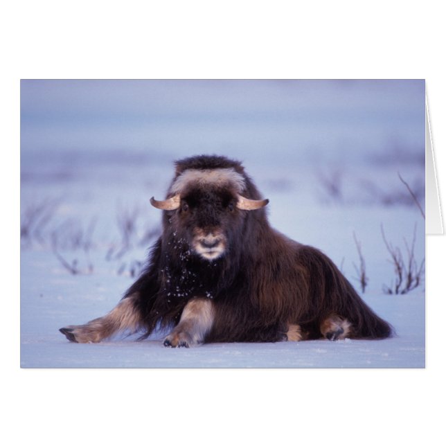 muskox, Ovibos moschatus, young bull (Front Horizontal)
