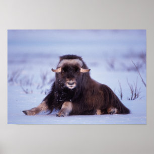 muskox, Ovibos moschatus, young bull on the Poster