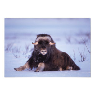 muskox, Ovibos moschatus, young bull Photo Print