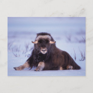 muskox, Ovibos moschatus, young bull Postcard