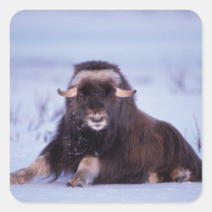 muskox, Ovibos moschatus, young bull Square Sticker