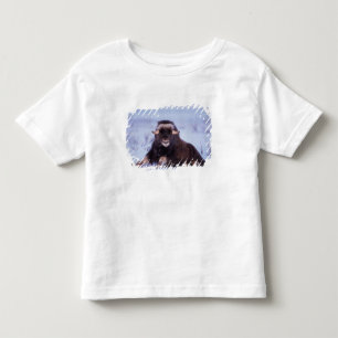 muskox, Ovibos moschatus, young bull Toddler T-Shirt