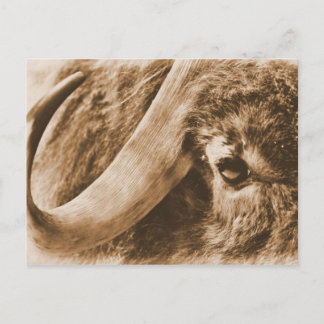 Muskox Postcard