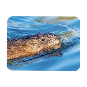 Muskrat at Vassar Farms Ecological Preserve Magnet