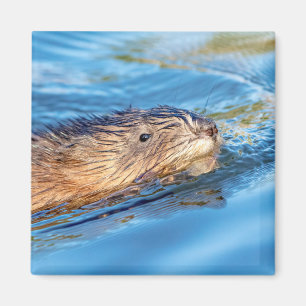 Muskrat at Vassar Farms Ecological Preserve Magnet
