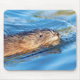 Muskrat at Vassar Farms Ecological Preserve Mouse Pad