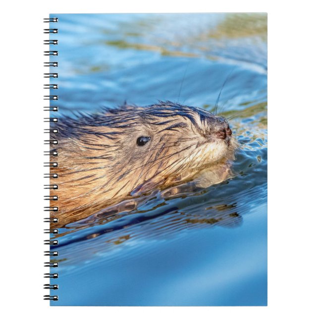 Muskrat at Vassar Farms Ecological Preserve Notebook (Front)