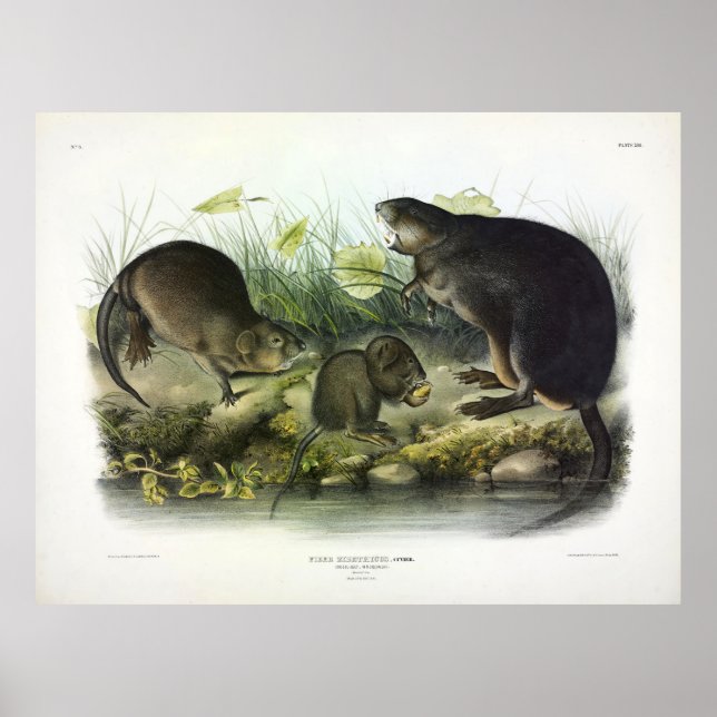 Muskrat from Audubon's Quadrupeds of North America Poster (Front)