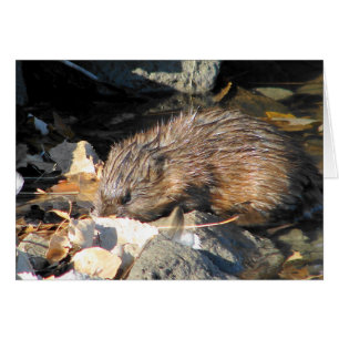 Muskrat on Land