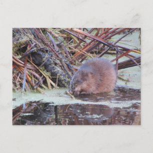 Muskrat Postcard