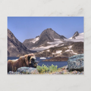 Muskus in Greenland Postcard