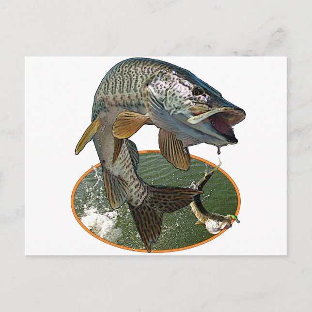 Musky 6 postcard (Front)