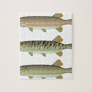 Musky Tiger musky and Northern Pike vector Jigsaw Puzzle
