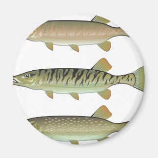 Musky Tiger musky and Northern Pike vector Magnet