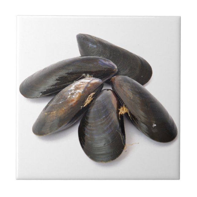 Mussel Ceramic Tile (Front)