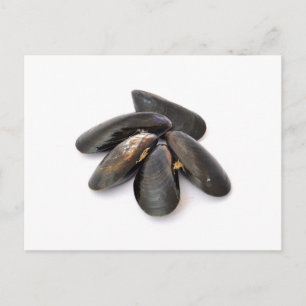 Mussel Postcard