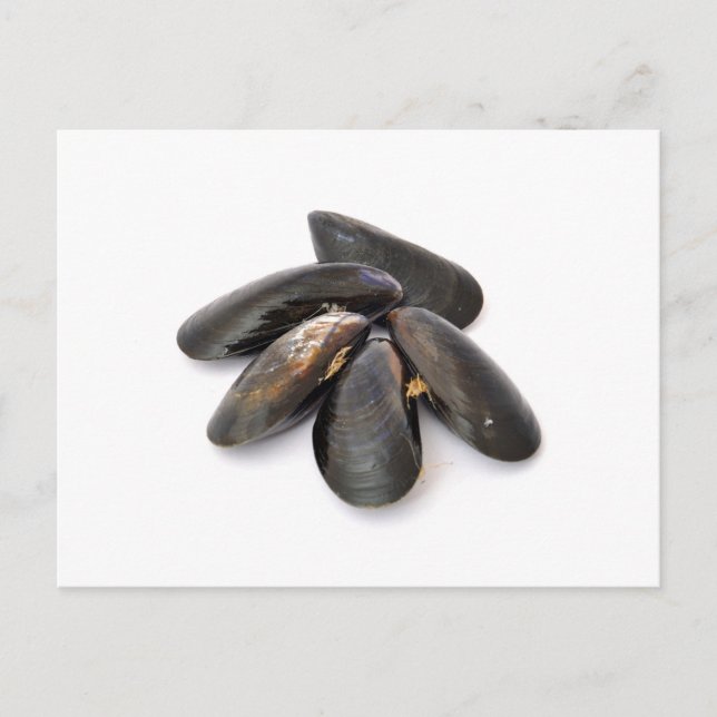Mussel Postcard (Front)
